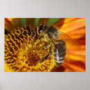 Suche nach pollen poster Insekten