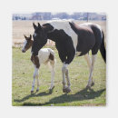 Suche nach mare magnete Pony