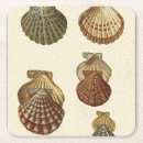 Suche nach muscheln untersetzer Seeleben