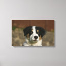 Suche nach bob leinwandbilder Headshot