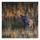 Suche nach pardus Safari