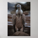 Suche nach vulture poster Vogelvogel