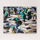 Suche nach ducks puzzle Vogelbeobachter