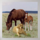 Suche nach spore poster Welpen