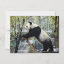 Suche nach panda postkarten Bamboo