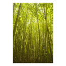 Suche nach bambuswald poster Ruhig