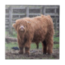 Suche nach highland fliesen Kuh