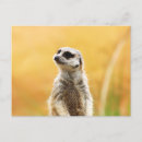 Suche nach meerkats postkarten Niedlich