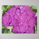 Suche nach nahrung poster Rosa