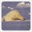 Suche nach eisbären aufkleber Fauna