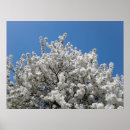 Suche nach weißer baum poster Frühling