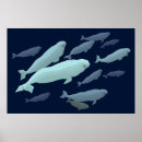 Suche nach beluga poster Blau