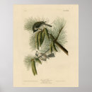 Suche nach birds of america poster Illustration