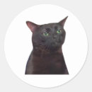 Suche nach katze memes aufkleber Tier