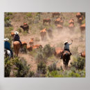 Suche nach cowboys poster Rinder