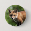 Suche nach roter fuchs buttons Tier