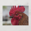 Suche nach coq poster Bauernhof