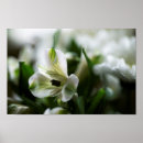 Suche nach peruvian poster Blume