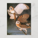 Suche nach vogelkunde postkarten Eule