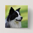 Suche nach collie buttons Hund