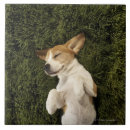 Suche nach schlafen fliesen Tier