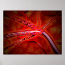 Suche nach hämoglobin poster Medizin