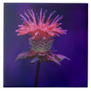 Suche nach himbeeren fliesen Blume