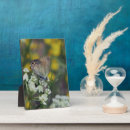 Suche nach insekt fotoplatten Natur