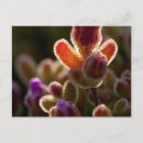 Suche nach blühender kaktus postkarten Blüte