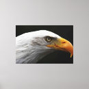 Suche nach adler leinwandbilder Vogel