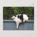 Suche nach kitteh postkarten Katze
