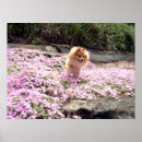 Suche nach deutscher spitz poster Pom