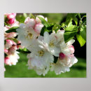 Suche nach krabbe poster Für sie