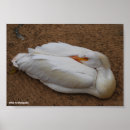 Suche nach amerikanischer vogel poster Wildtiere