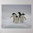 Suche nach adelie penguin poster Pinguine