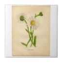 Suche nach botanical fliesen Pflanze