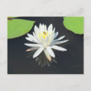 Suche nach limousine postkarten Blume