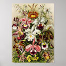 Suche nach haeckel poster Orchideen