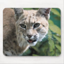 Suche nach kobold mousepads Katze