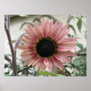 Suche nach sonnenblumen andere poster Rosa