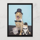 Suche nach formal postkarten Katzen