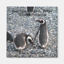 Suche nach magellanic Pinguine