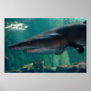 Suche nach grinsen poster Tier