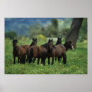 Suche nach mustangs poster Pferd