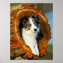 Suche nach collie kunst poster Niedlich