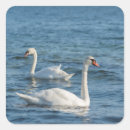 Suche nach cygnus aufkleber Vogelvogel