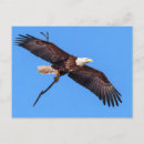 Suche nach beute postkarten Fliegen