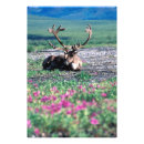 Suche nach karibu poster Umwelt