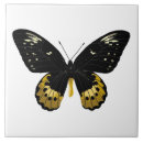 Suche nach insekten fliesen Flügel