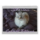 Suche nach katzen kalender Kätzchen